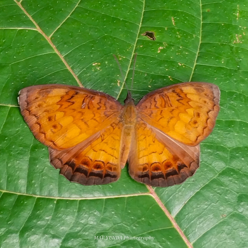 Ariadne merionoides