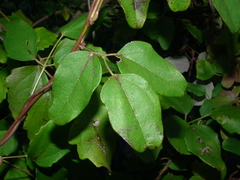 Akebia trifoliata