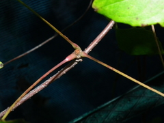 Akebia trifoliata
