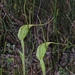 Pterostylis pedoglossa - Photo (c) johneichler, some rights reserved (CC BY-NC), uploaded by johneichler