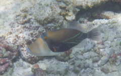 Rhinecanthus rectangulus