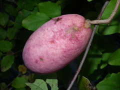 Akebia trifoliata