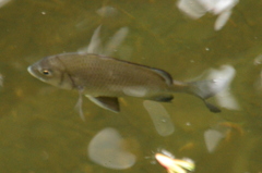 Acanthopagrus pacificus