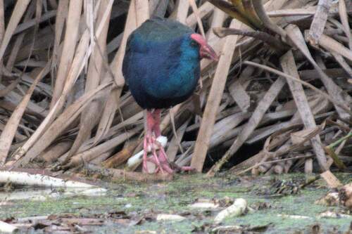 iNaturalist image