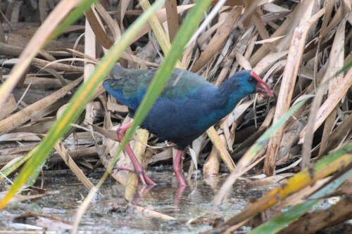 iNaturalist image