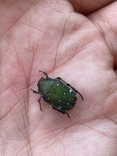 Blue Flower Chafer