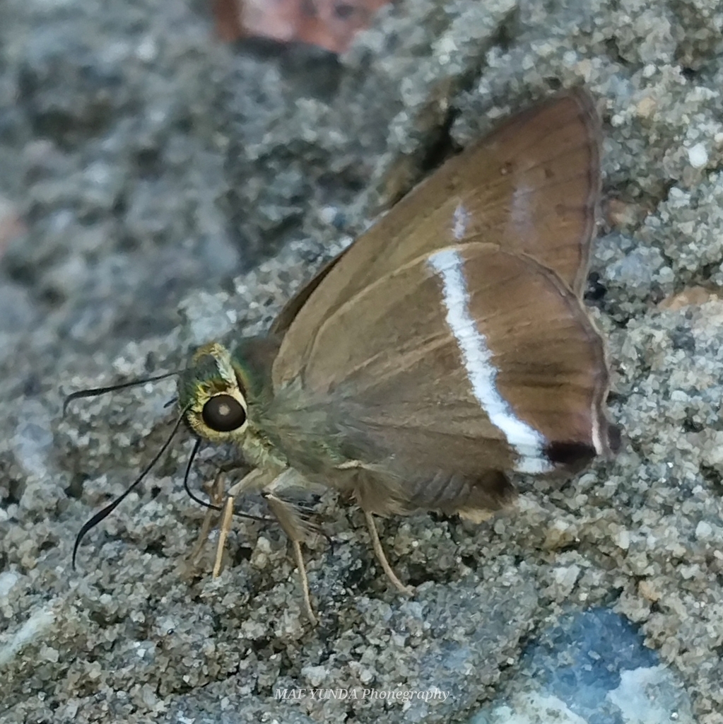 Hasora moestissima