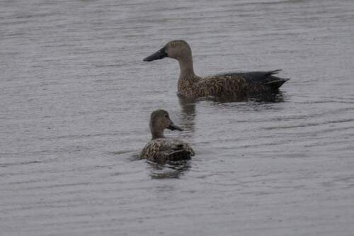 iNaturalist image