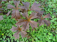 Rodgersia podophylla