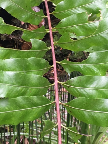 Drynaria rigidula