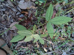 Flemingia parviflora