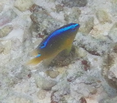 Chrysiptera unimaculata