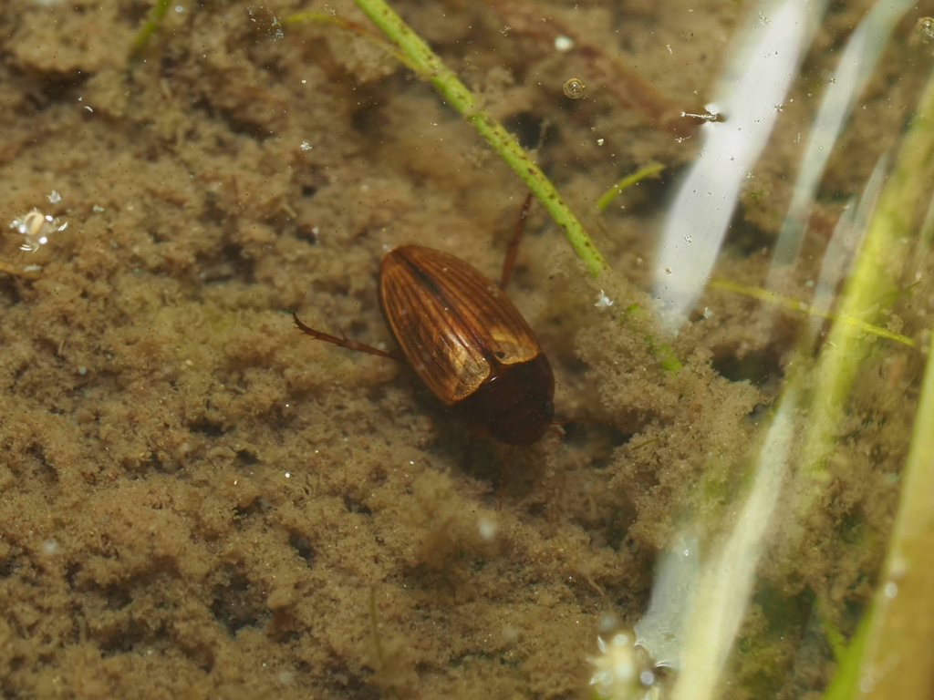 Copelatus takakurai