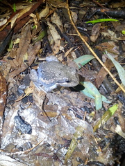 Limnodynastes dumerilii dumerilii