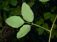 Akebia trifoliata