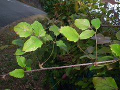 Akebia trifoliata
