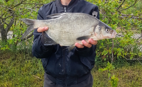 Abramis brama