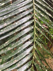 Lepidozamia hopei