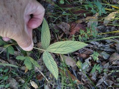 Flemingia parviflora