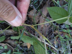 Flemingia parviflora