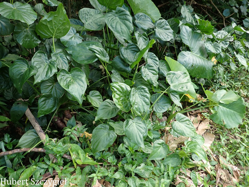 Alocasia cucullata observed 2026-04-04