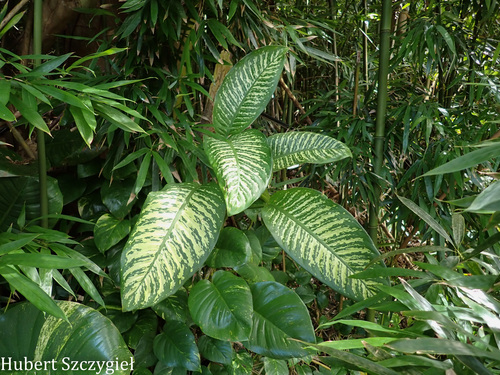 Dieffenbachia seguine, 2026-04-04
