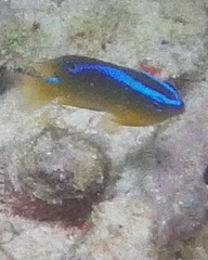 Chrysiptera unimaculata