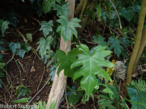 Philodendron lacerum observed 2026-04-04
