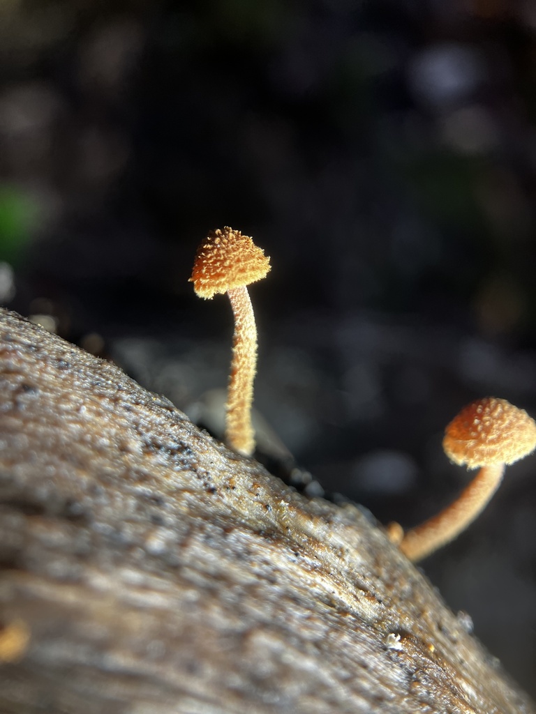 Phaeomarasmius ciliatus · May 2026 · photo: © mikoikoi (iNaturalist, cc0)