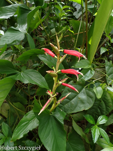 Heliconia metallica observed 2026-04-04