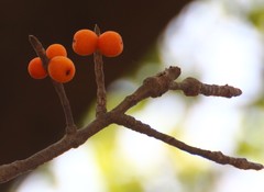 Ficus drupacea