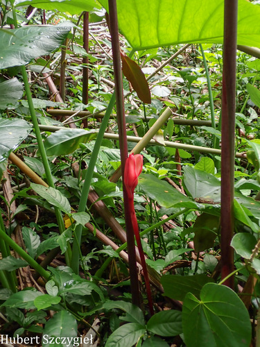 Etlingera elatior observed 2026-04-04