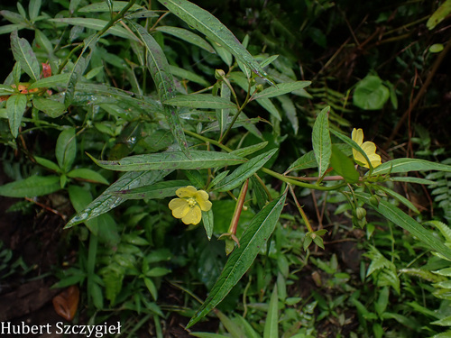 Ludwigia octovalvis observed 2026-04-04