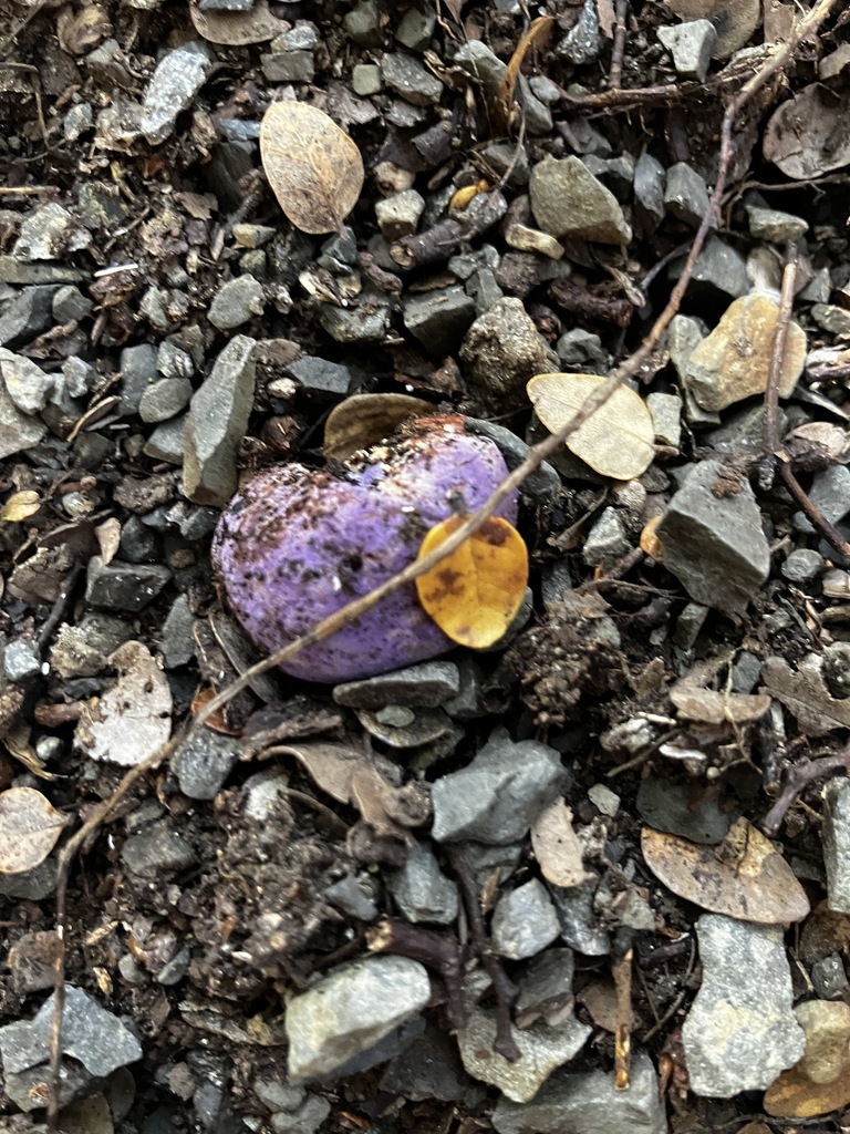 Gallacea scleroderma · May 2026 · photo: © mikoikoi (iNaturalist, cc0)