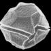 Dinoflagellates - Photo (c) susan22carty, some rights reserved (CC BY-NC), uploaded by susan22carty