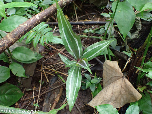 Tradescantia zebrina observed 2026-04-04