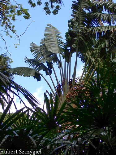 Ravenala madagascariensis observed 2026-04-04