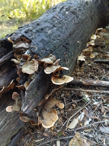 False Turkey-Tail