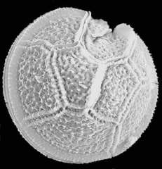 Peridinium gatunense