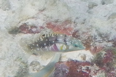 Halichoeres nebulosus