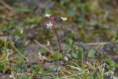 Micranthes redofskyi