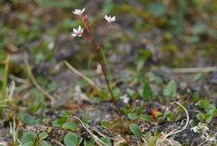 Micranthes redofskyi