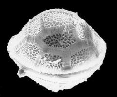 Peridinium gatunense