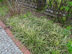 Carex morrowii
