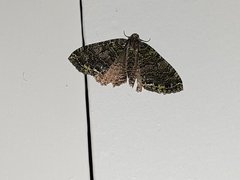 Austrocidaria similata