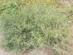 Caroxylon imbricatum