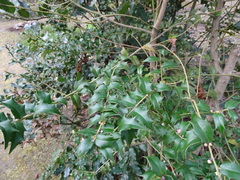 Ilex pernyi