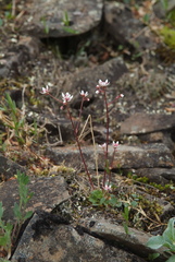 Micranthes redofskyi