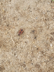 Pyrrhocoris apterus