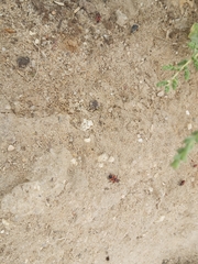Pyrrhocoris apterus